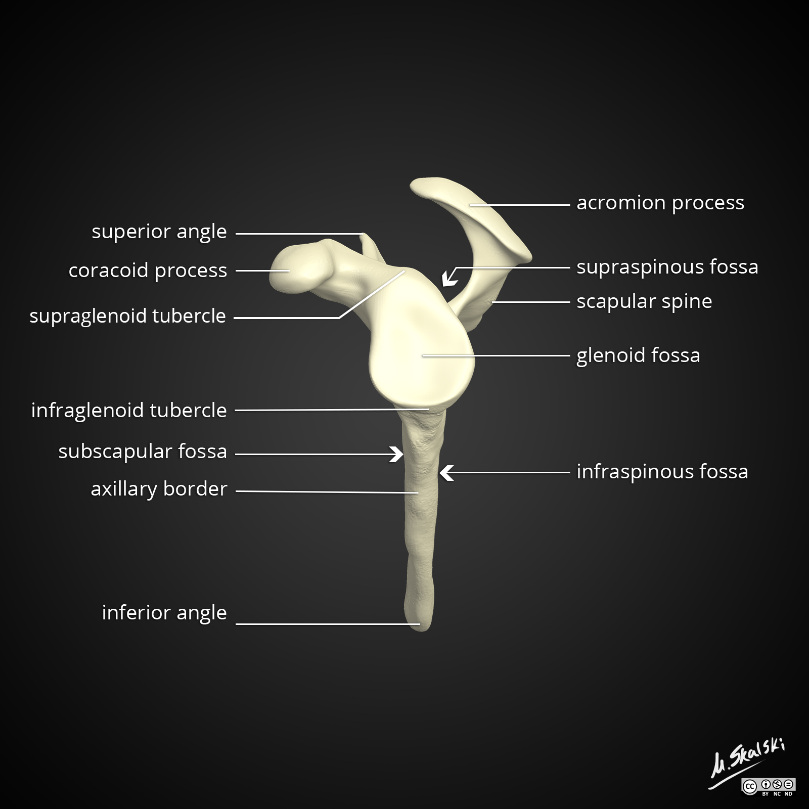 Radiopaedia Drawing Scapula lateral view English labels AnatomyTOOL